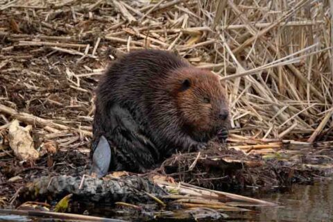 Beaver Rappers DEC asks beaver trappers for help | ECFSC
