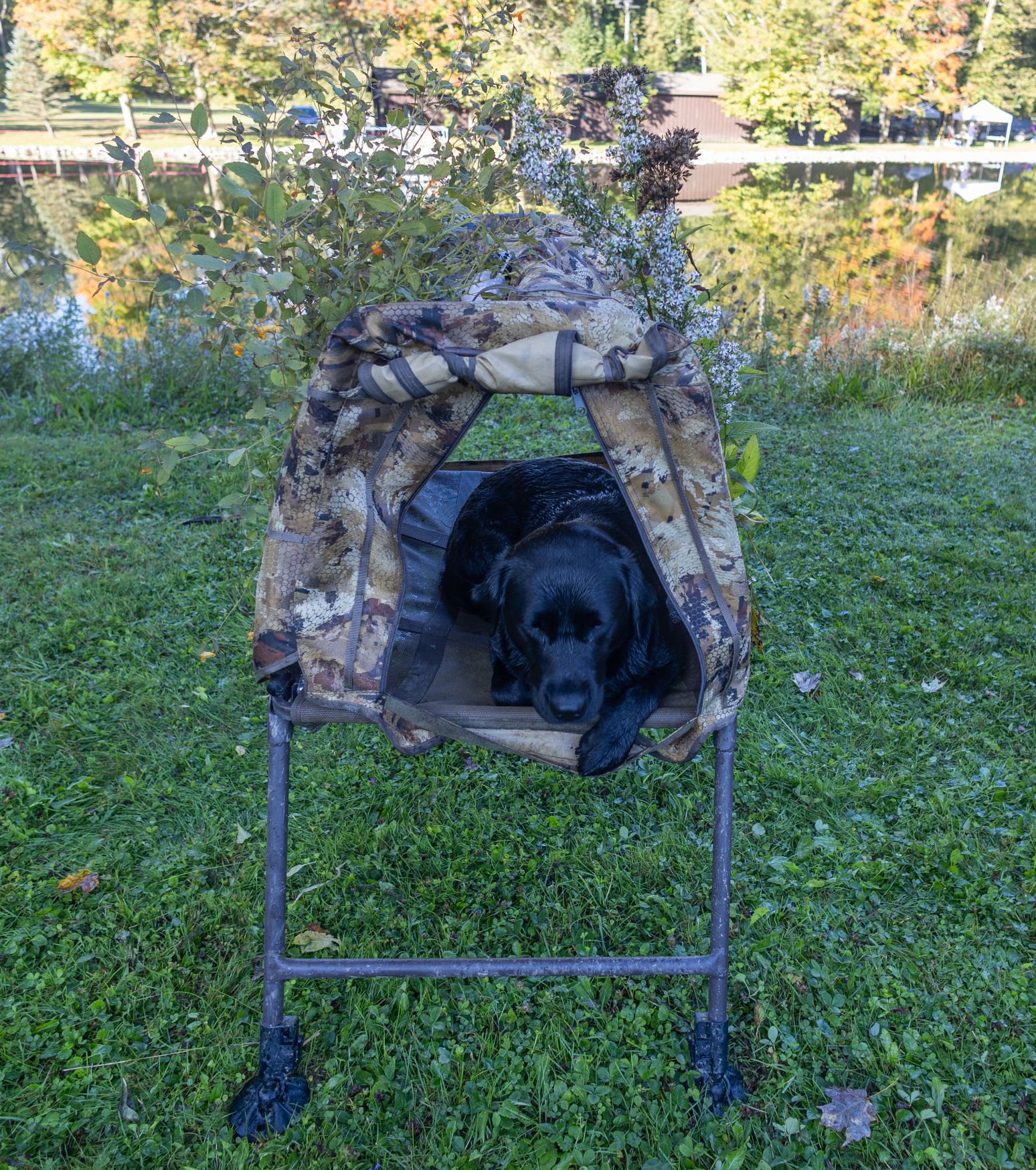 2026Sept26-036 Ducks Unlimited retriever in his hut.