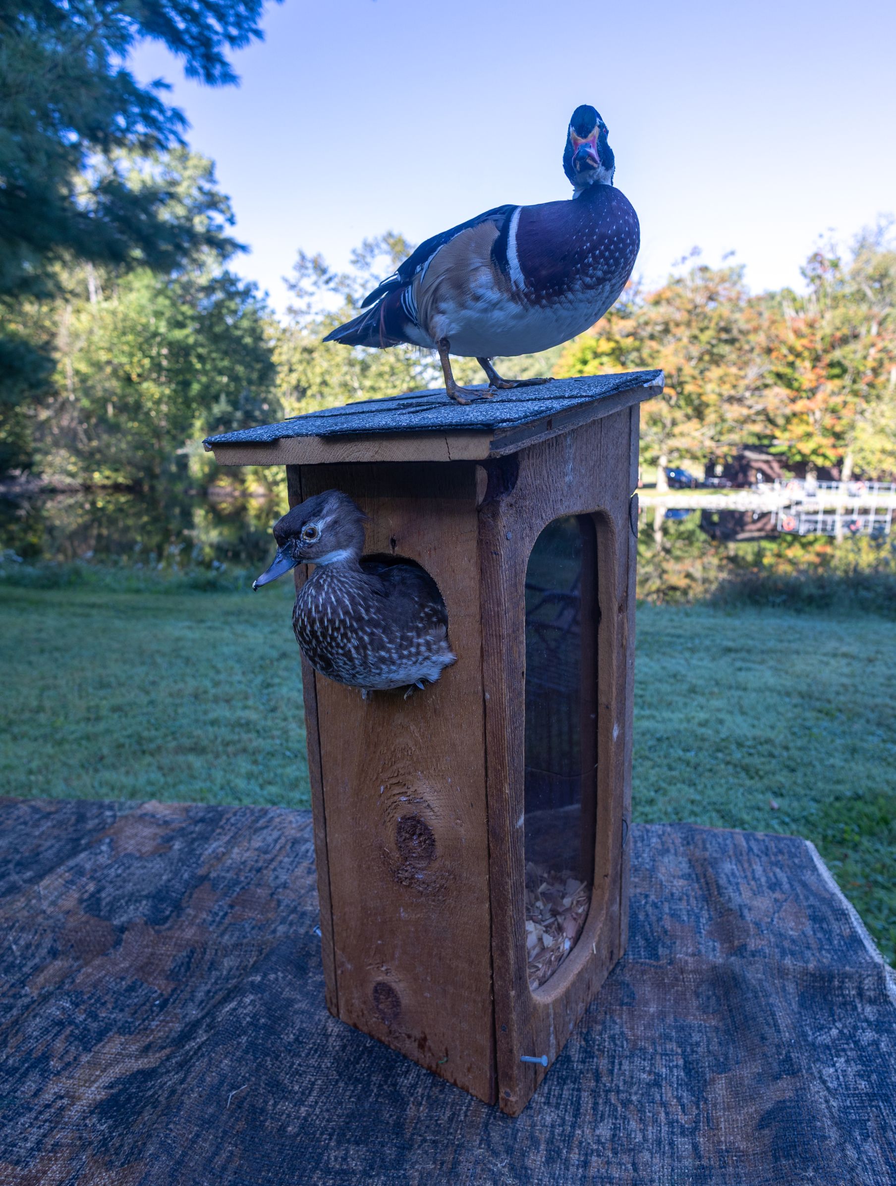 2026Sept26-041 Now that's a cool duck house!