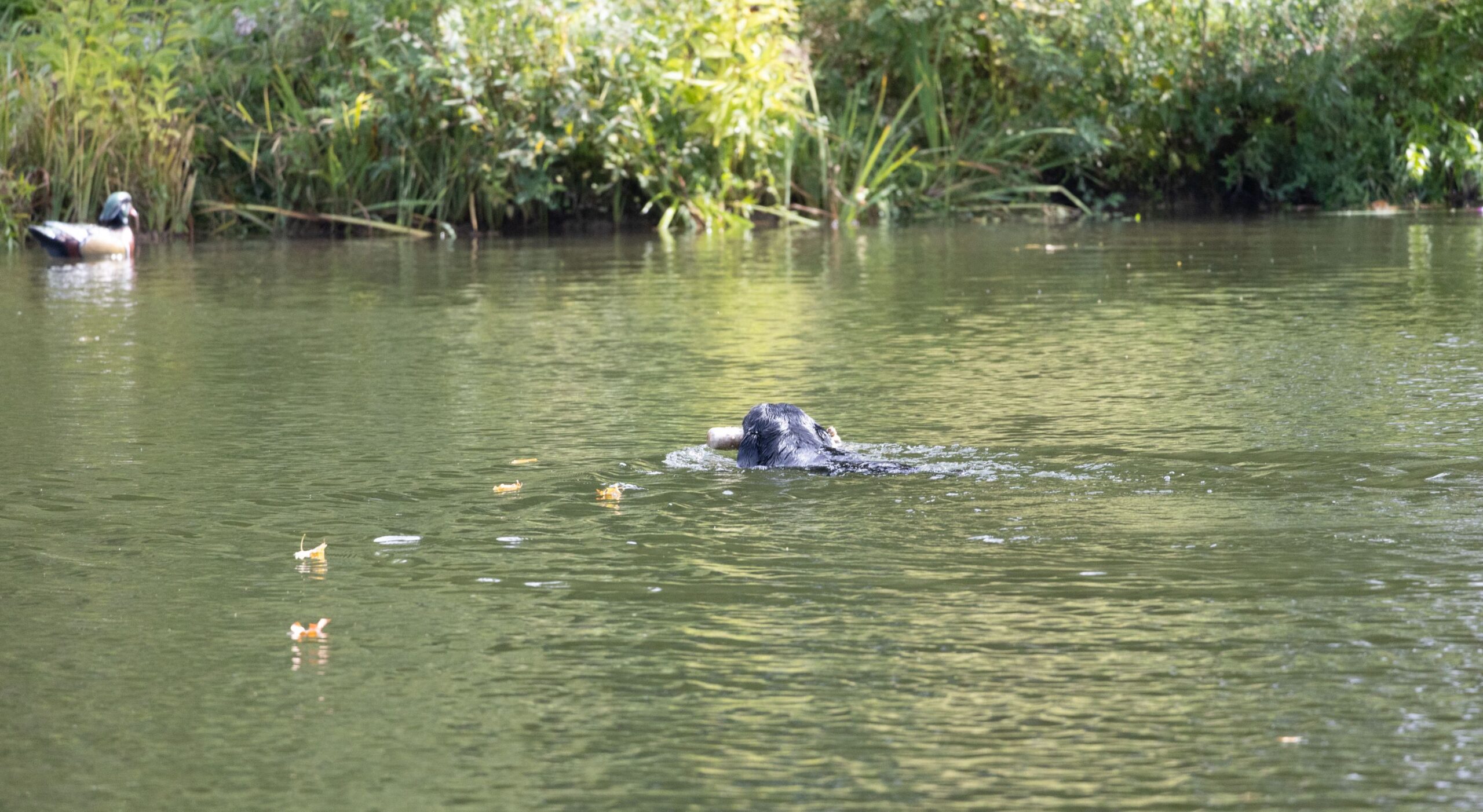 2026Sept26-074 Ducks Unlimited retriever in action.