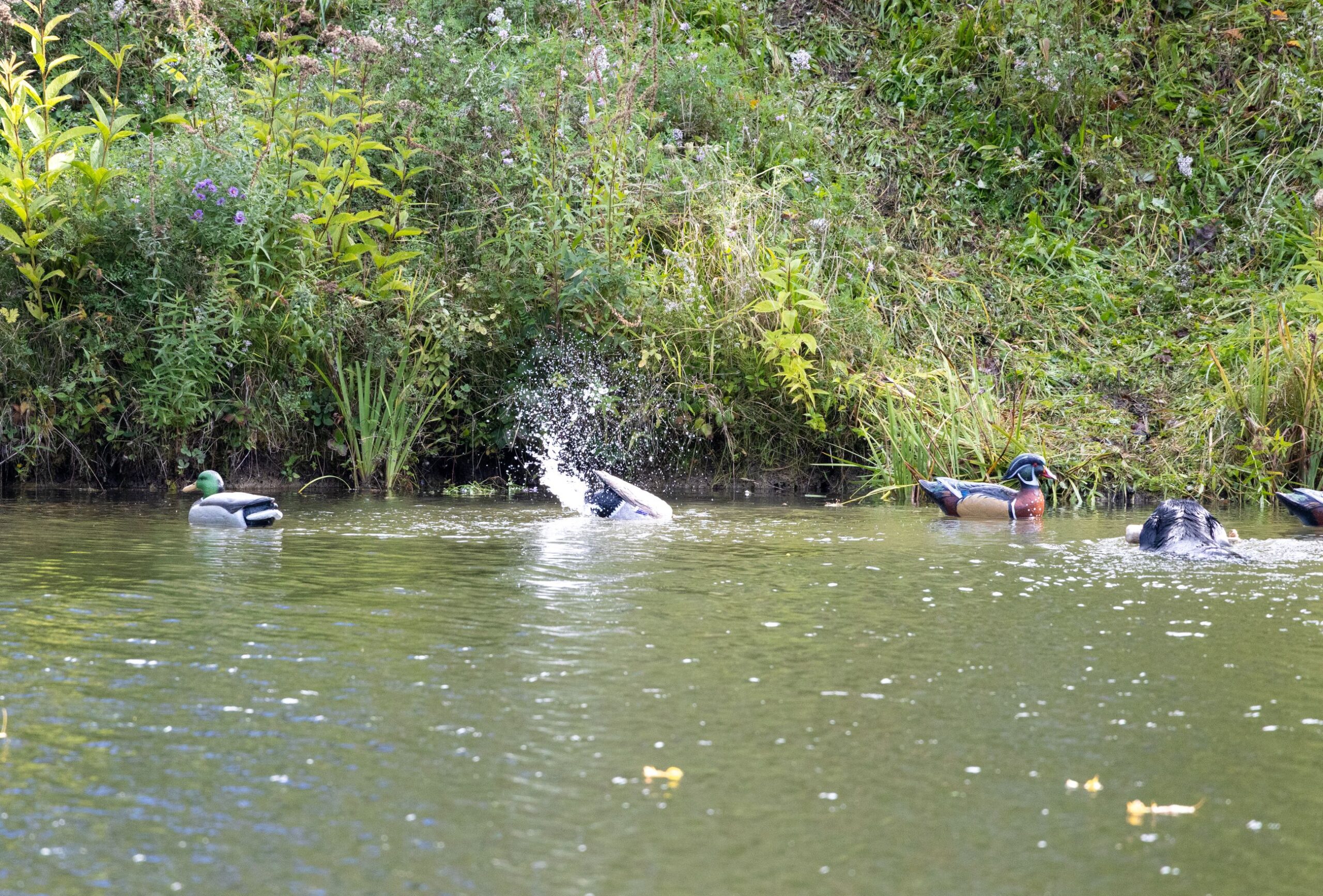 2026Sept26-076 Look at that duck splashing (its a robot).