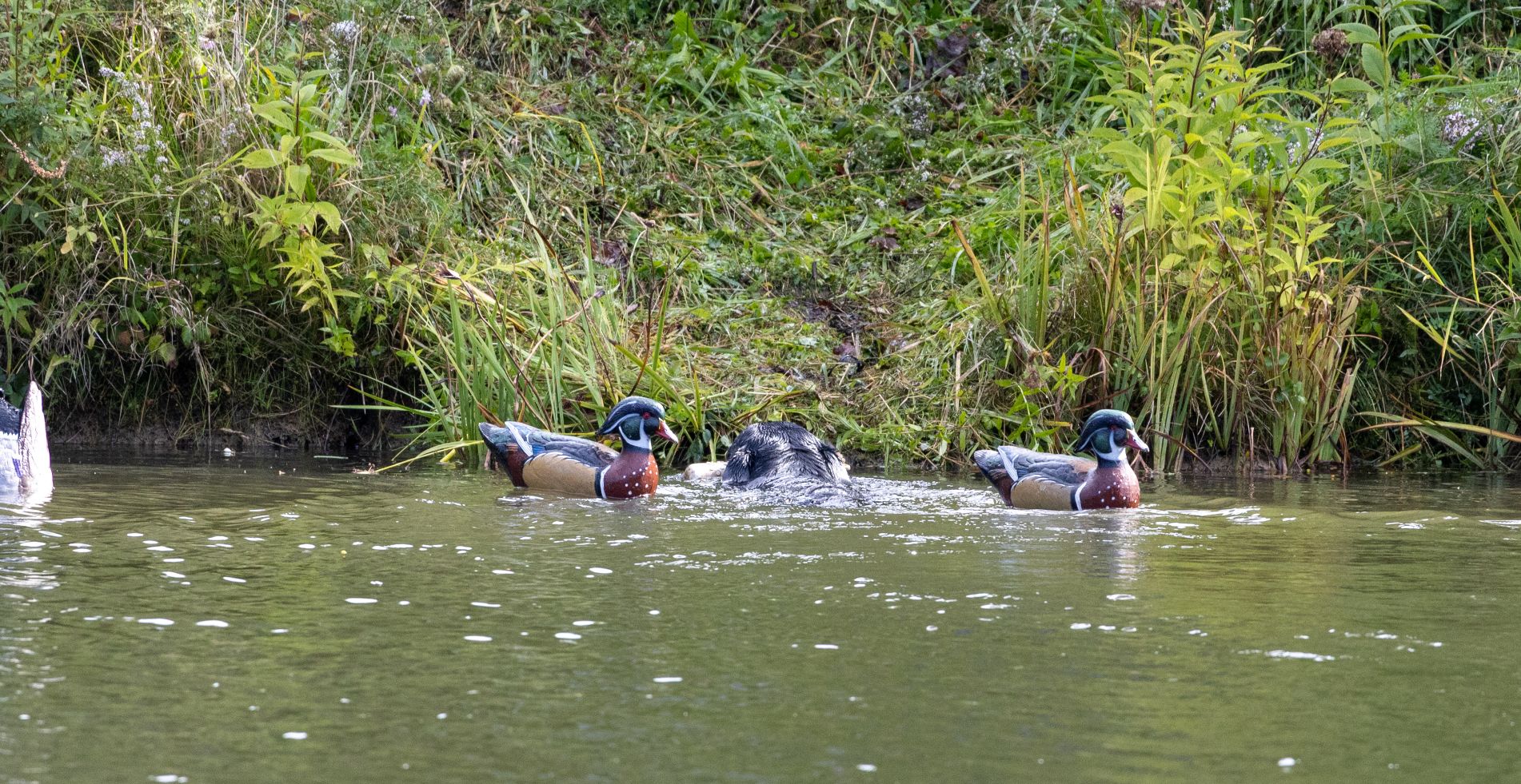 2026Sept26-077 Ducks Unlimited retriever in action.