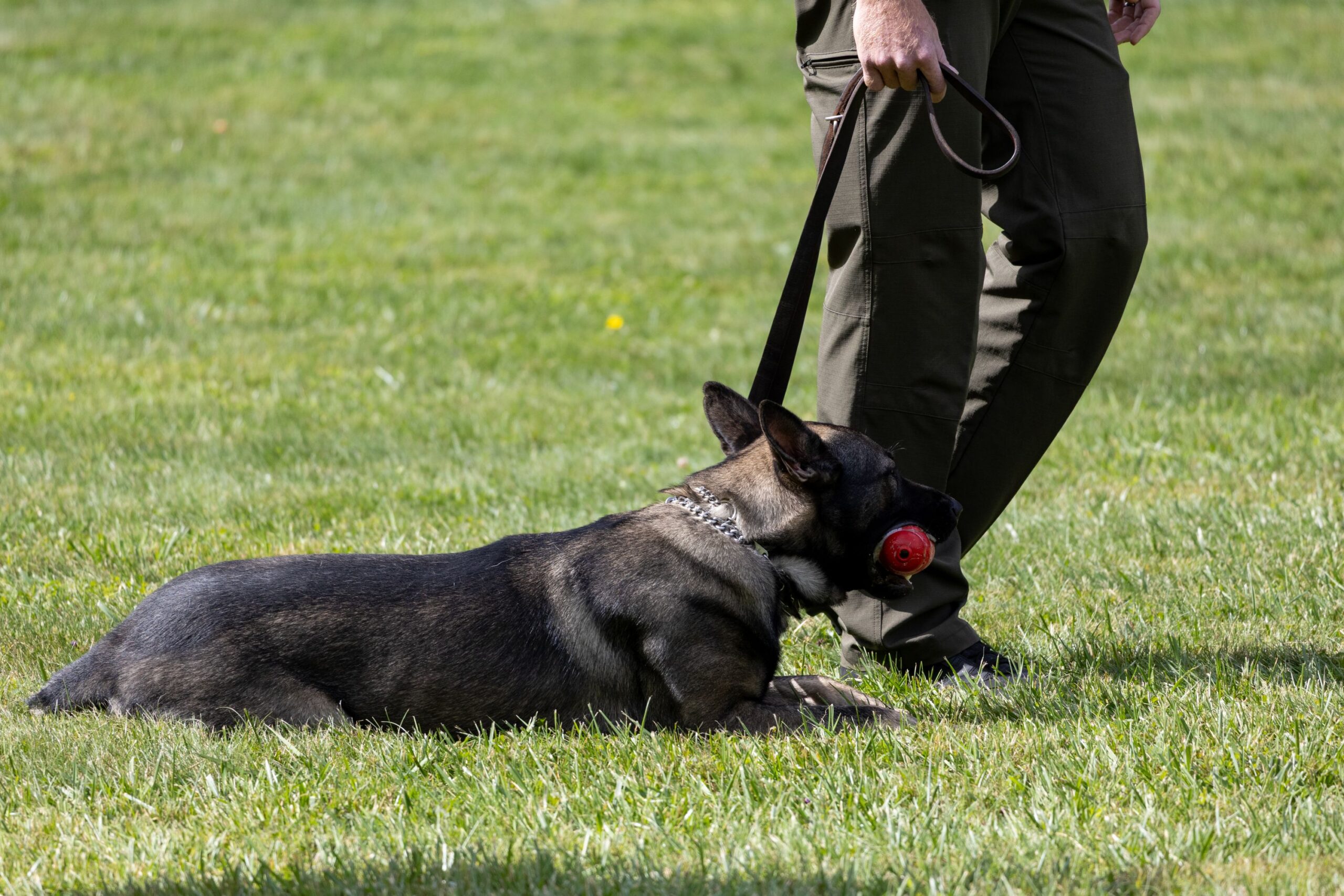 2026Sept26-086 K9 Shepherd taking a break with her toy.