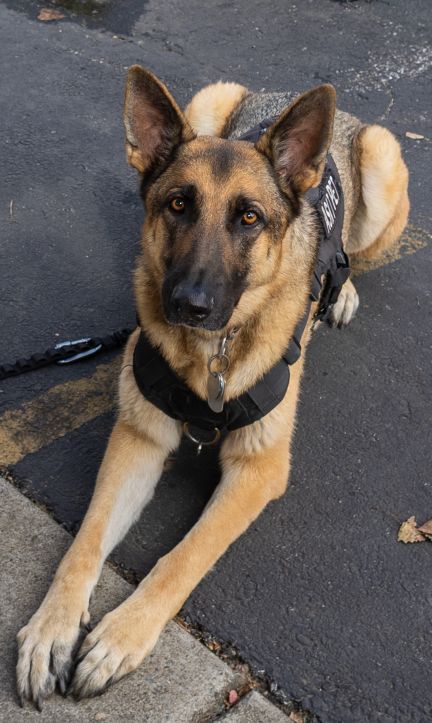 2026Sept26-107 Service dog is FULL (after eating a hot dog).