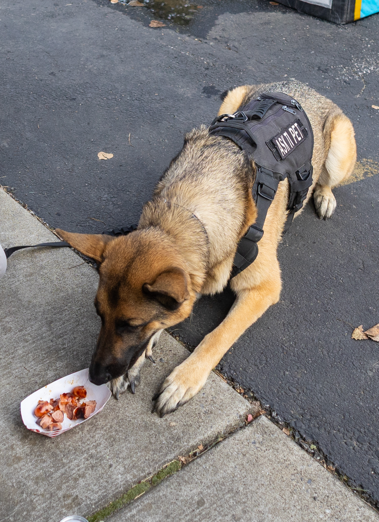 2026Sept26-110 Service dog gets a hot dog!